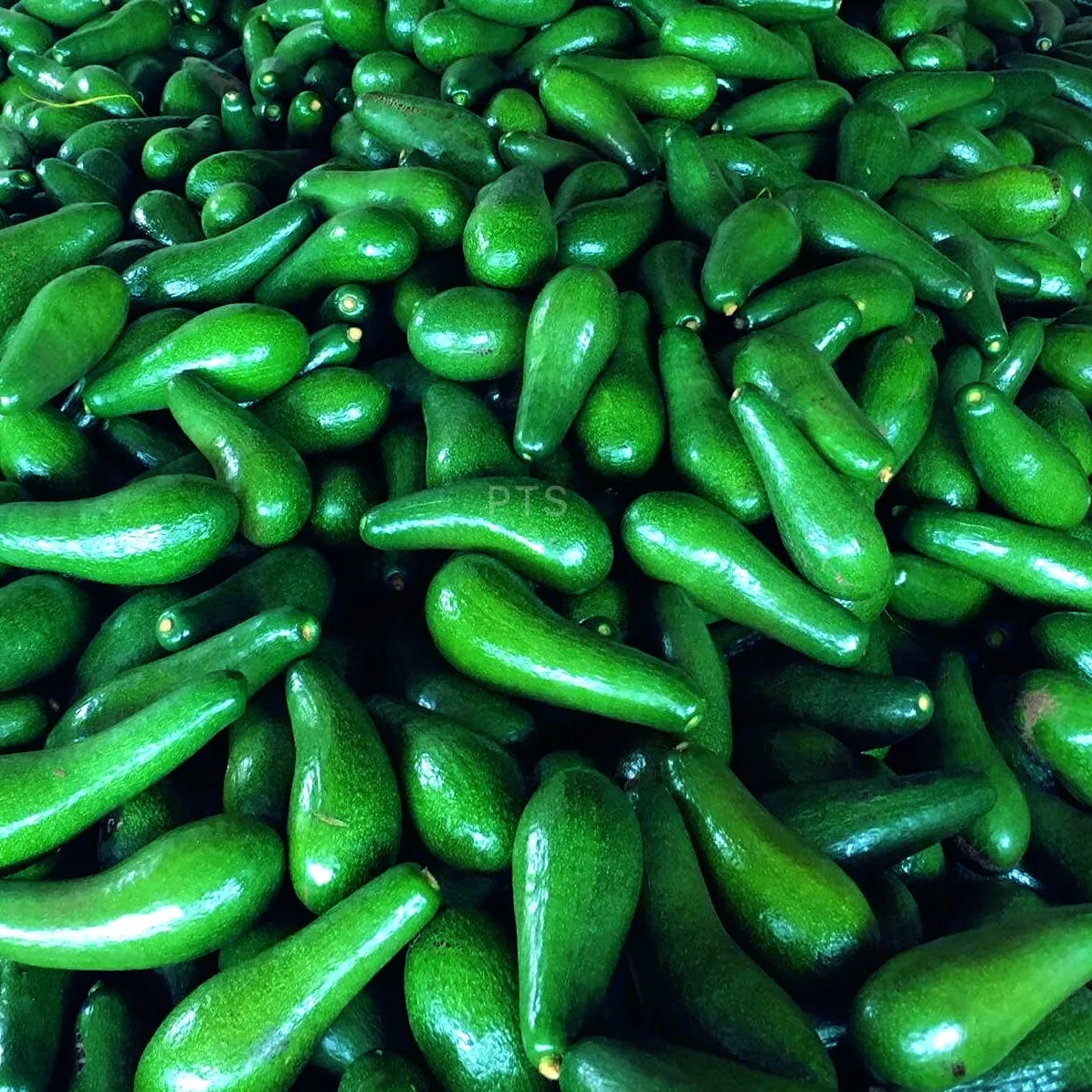 FRESH LONG NECK AVOCADO 034 VIETNAM NEWEST CROP 2021