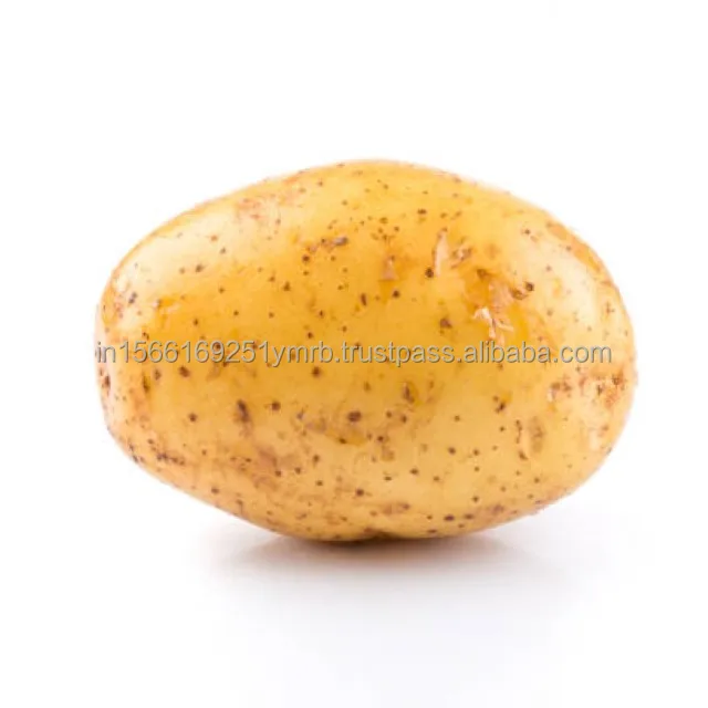 Hot sell for the 100g and up fresh new crop potato from the factory price