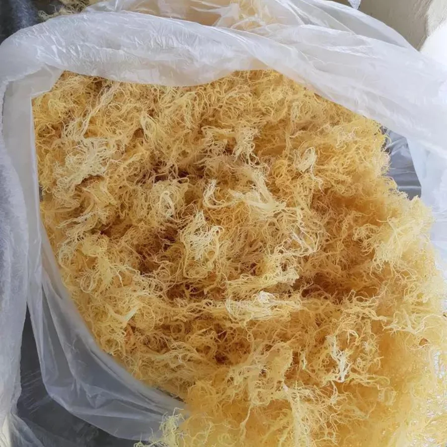 Premium Sea Moss for Health & Wellness - 100% Natural & Organic - Ms. Linzy