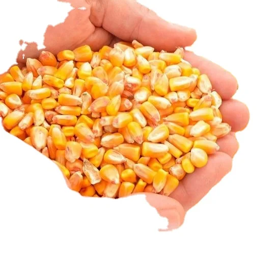 100% natural New Crop Yellow maize corn broken with best quality export from india