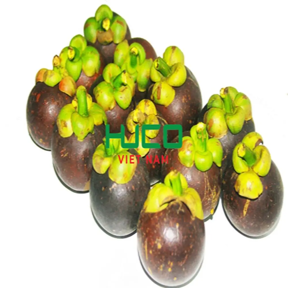 FESH MANGOSTEEN FRUIT from VIETNAM with HIGHEST QUALITY at CHEAPEST PRICE