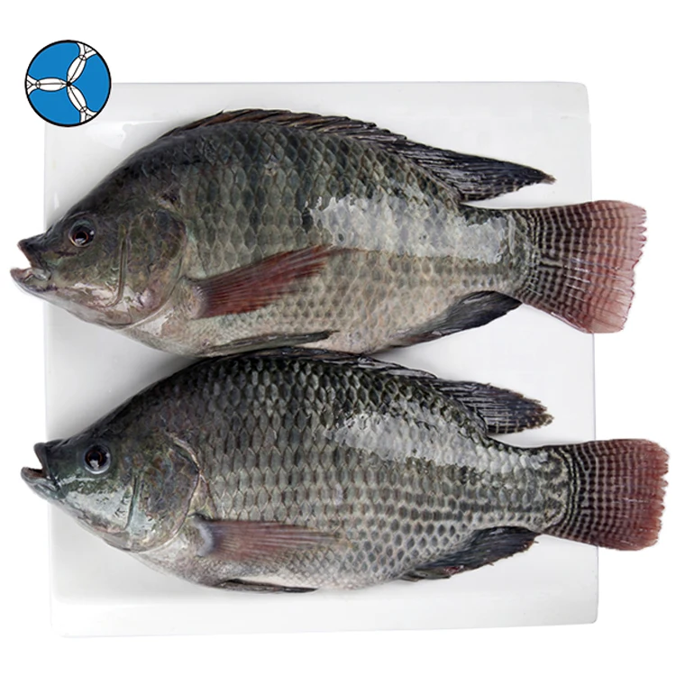 Wholesale Seafood Frozen Whole Round Nile Tilapia Fish From China
