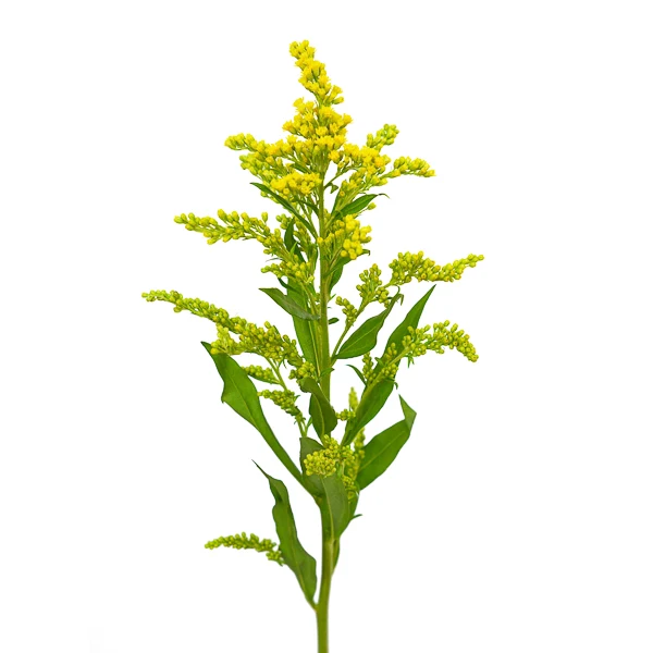 Wholesale B2B New Fresh Cut Flowers Rose Bouquet Solidago Pink Fresh Rose Bouquet Flower Export All Colours Retail Florists