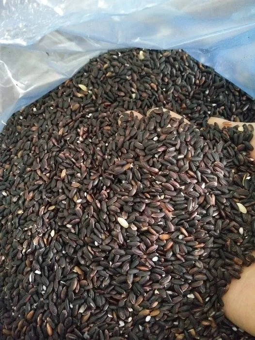 Вьетнамская еда богатый питательный органический черный рис для вкусной еды высокое качество Лучшая цена оптовая продажа