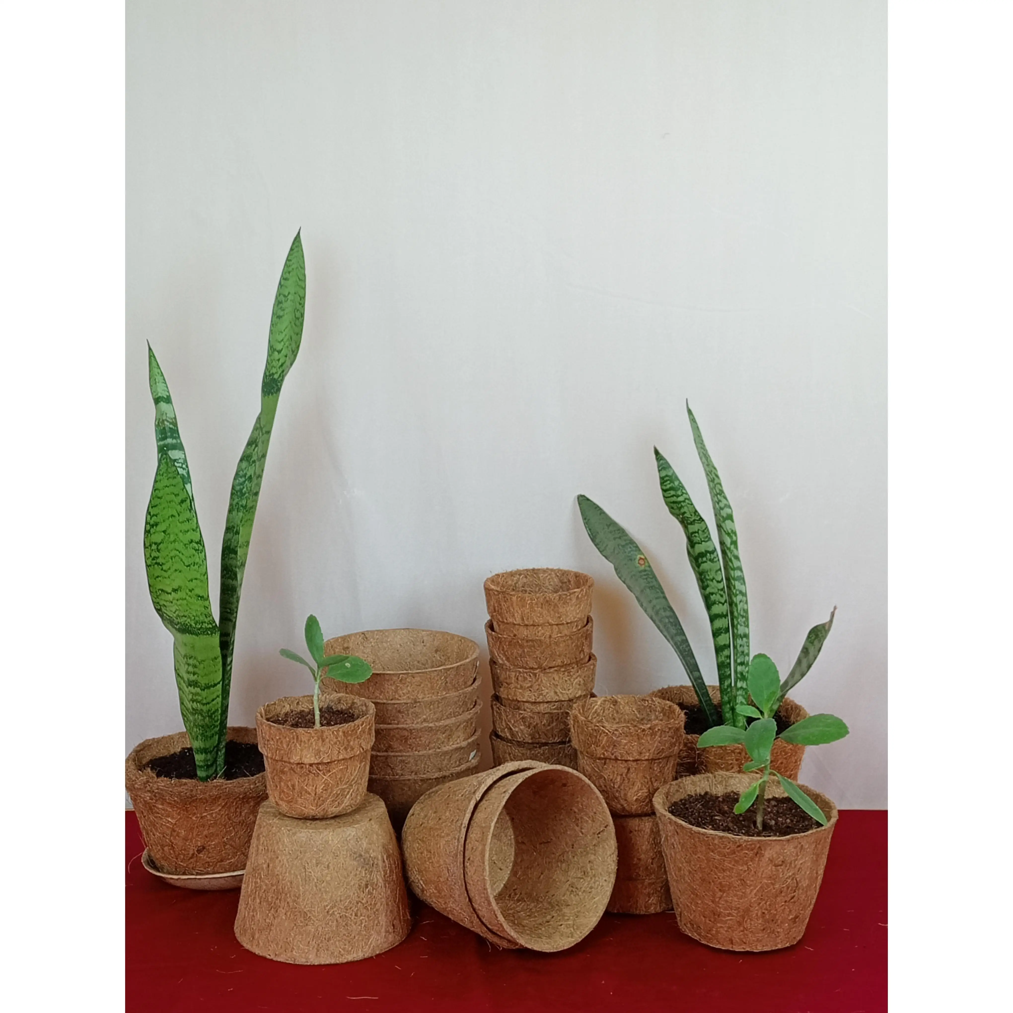 Hot Selling Coco Coir Fiber Pot 6 inch 100% bio-degradable Eco Friendly Coconut Coir Fibre Flower Fruit pots Medium size