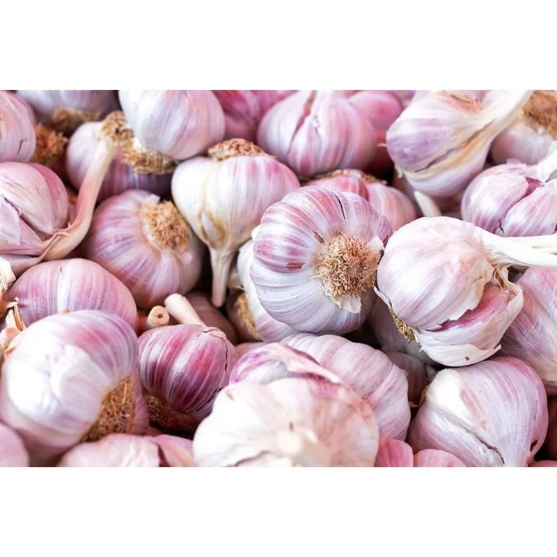 PRODUCRES OF INDIAN GARLIC FRUITS COMPANY