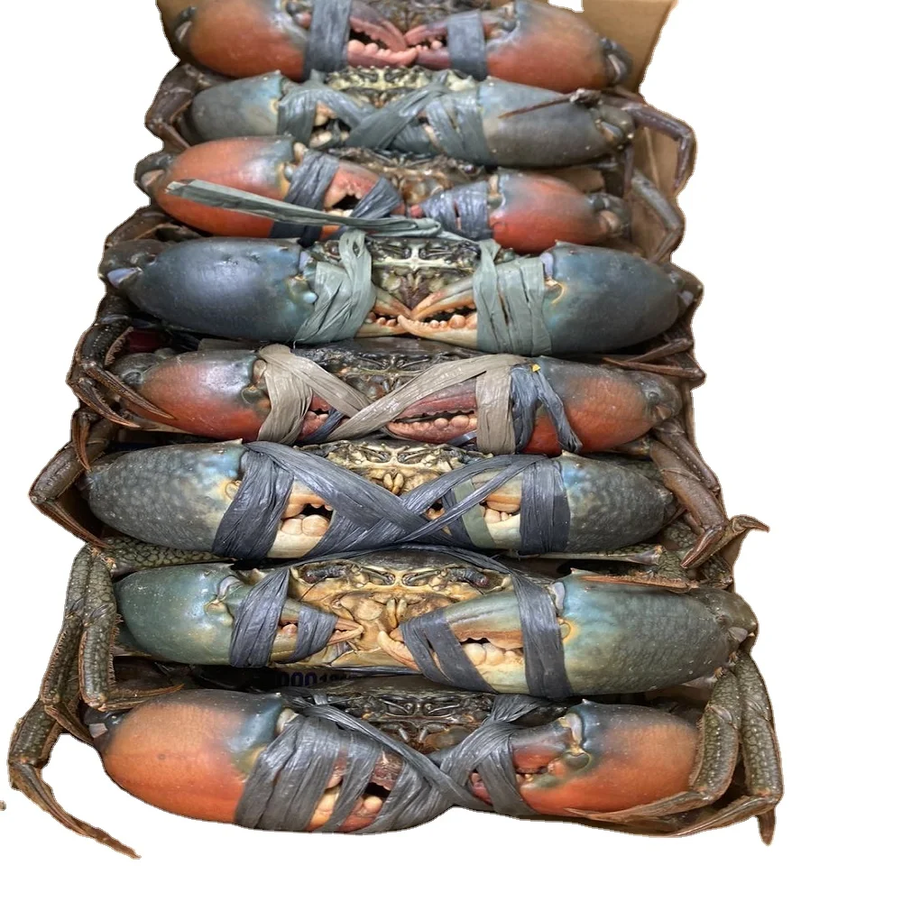 Премиум, высокое качество, живые красные крабы/грязевые крабы/синие крабы | Замороженные грязевые крабы по оптовой цене