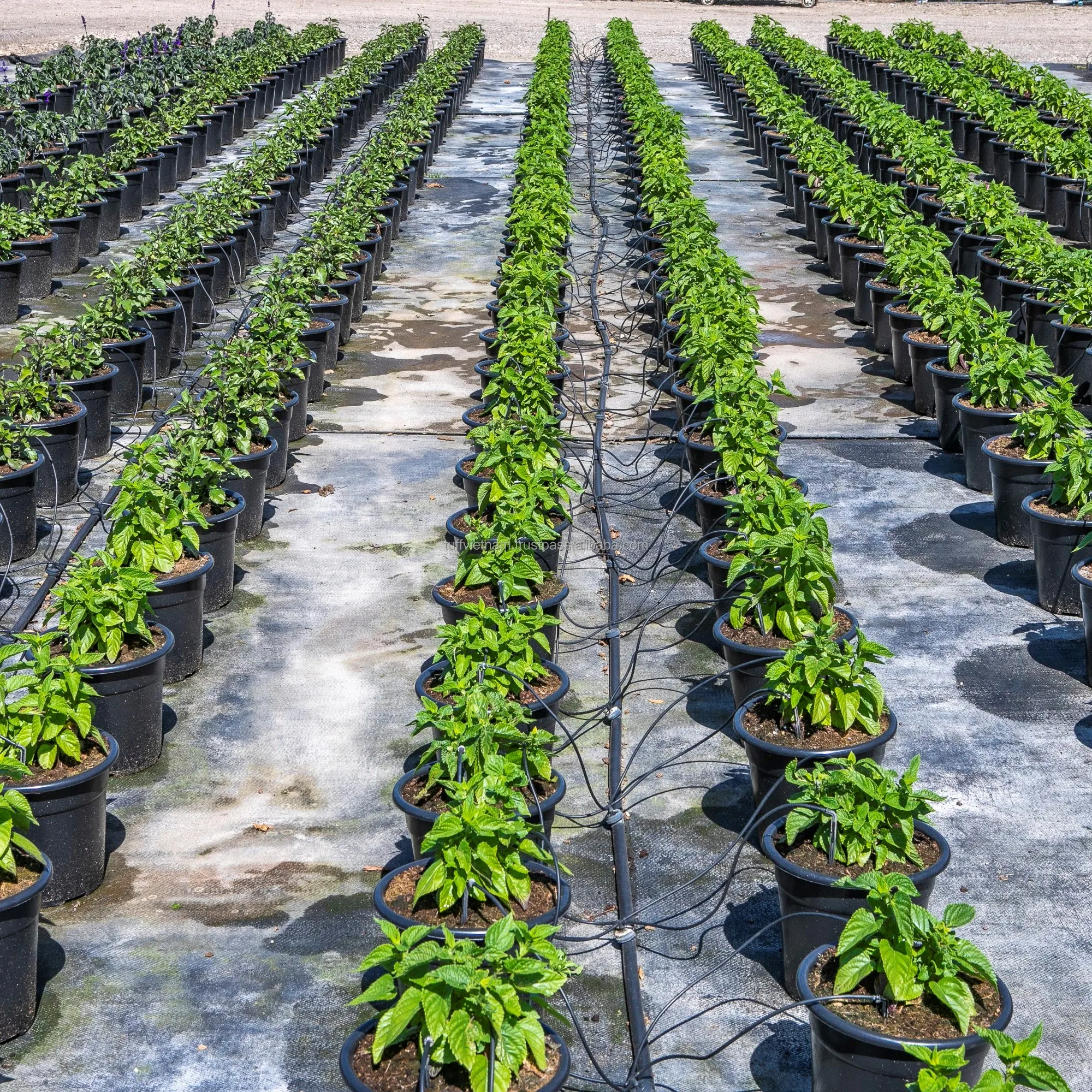 Высококачественная продукция из Вьетнама торф кокосового цвета 5 кг прессованные блоки 100% натуральный цены