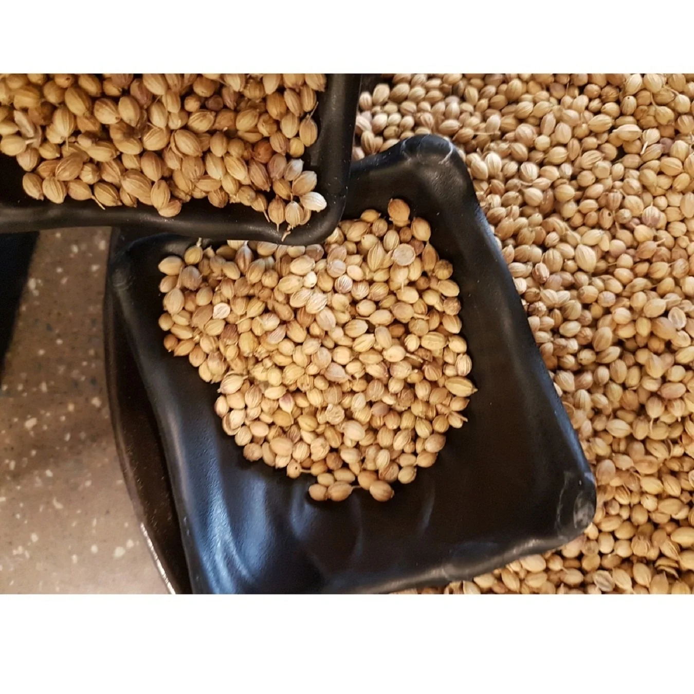 Scooter Quality Coriander good quality coriander price cooking food wholesale manufacturing with great quality for sale