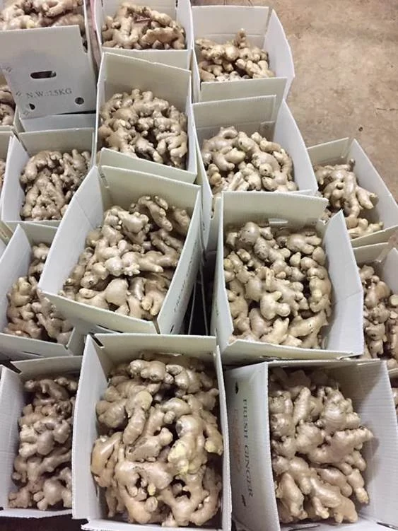 Изготовитель свежего имбиря экспортер качество очищенная свободная глина для удаления грязи большой размер Himalya индивидуальная