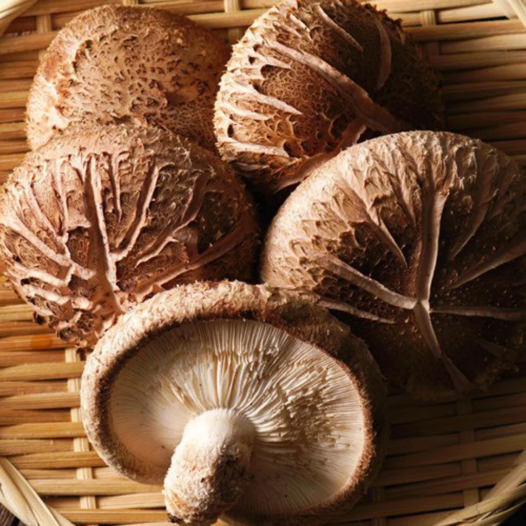 Hot Selling Brown Mushrooms 100% High Quality Organic Natural for Cooking from Viet Nam