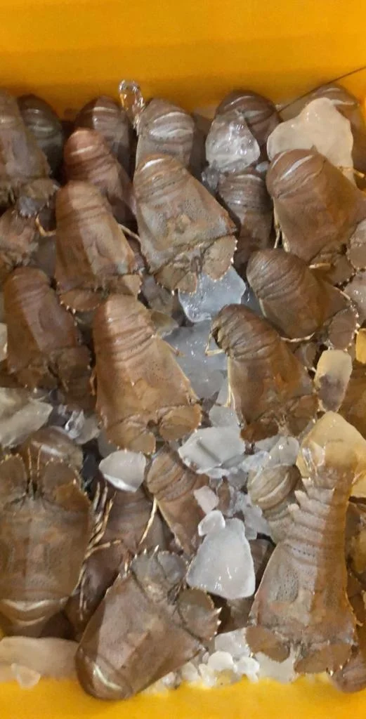 TOP QUALITY FROZEN SAND LOBSTER FROM INDIA