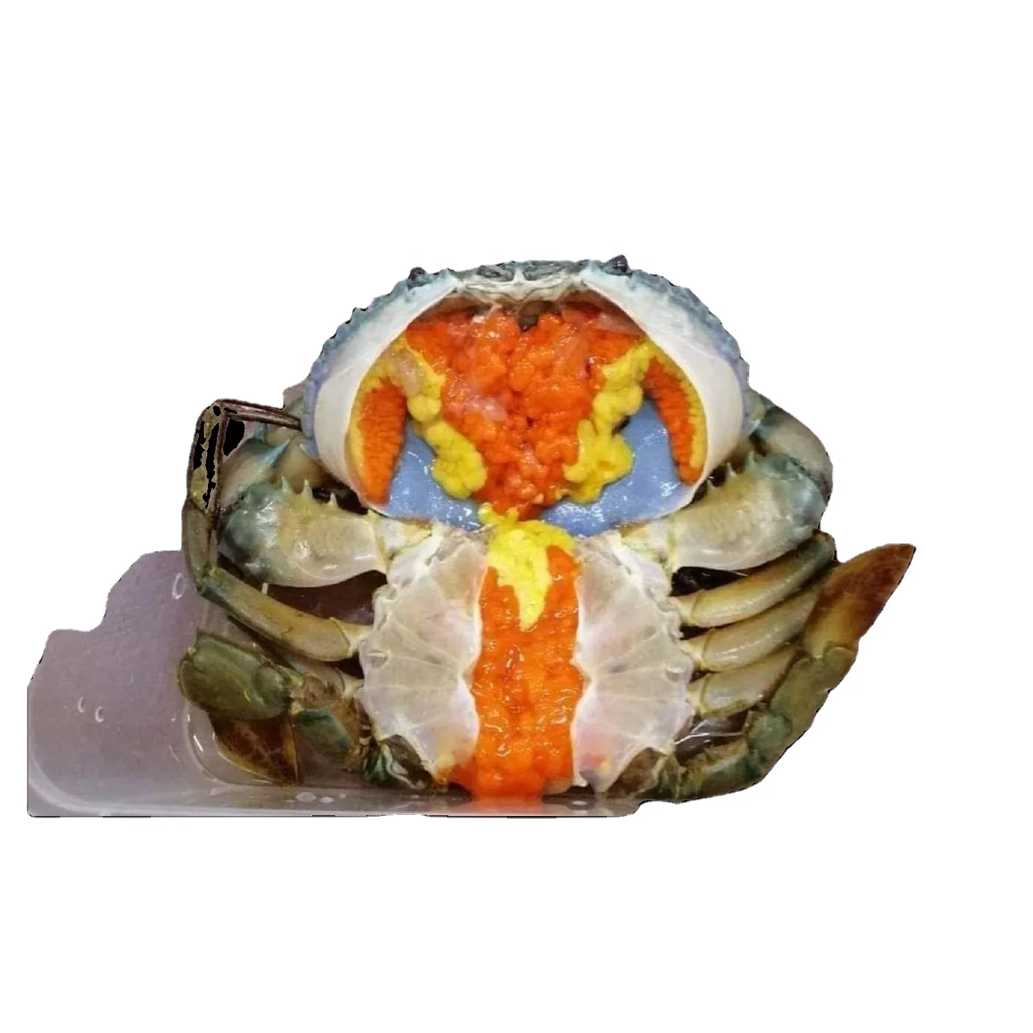 Female Mud Crab Fresh  Best Quality Master Seafood Product Size 90-300gm Origin Bangladesh Wholesale offer Price