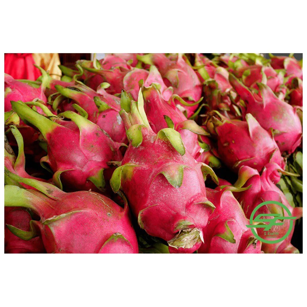 Fresh Sweet Dragon fruit Hot Selling Vietnam Export