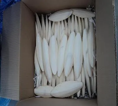 Ready to ship- Competitive Price- Natural Cuttlefish Bones for Parrots- Bird Trimming Squid Bones