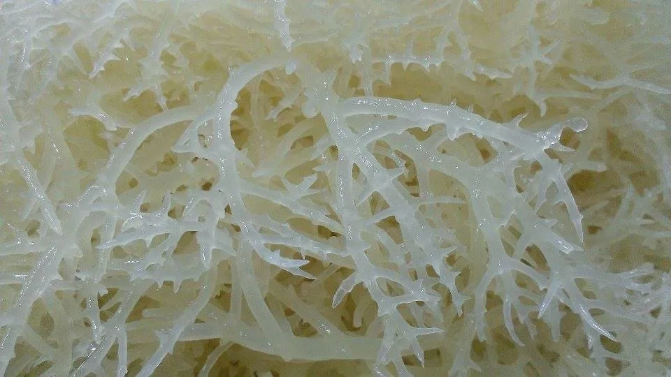 Высокое качество eucheuma cottonii
