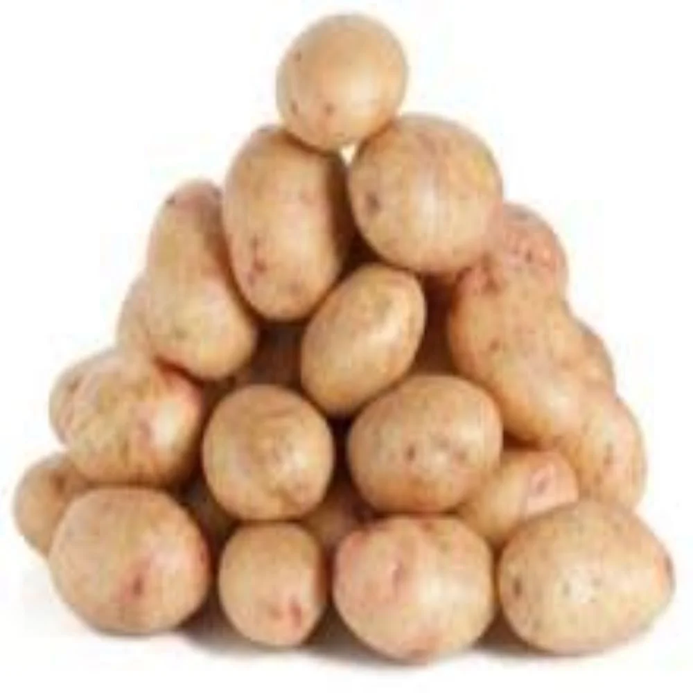 Картофель mozika лучшего качества оптом с сетчатой упаковкой картофель отличного экспортируется по всему миру.