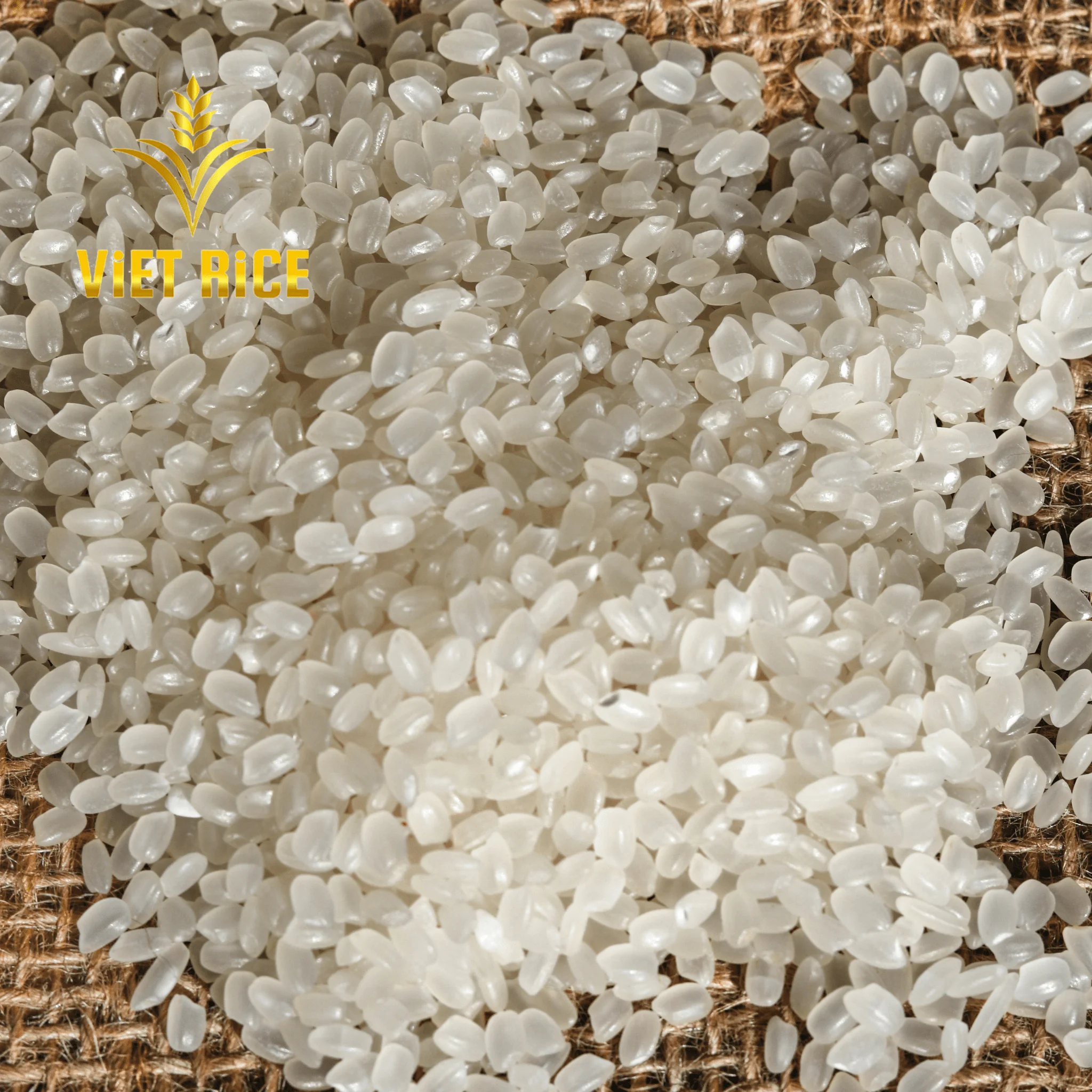 Short grain white rice - JAPONICA RICE 5% broken Need to buy rice in bulk Please contact us to get the best quote