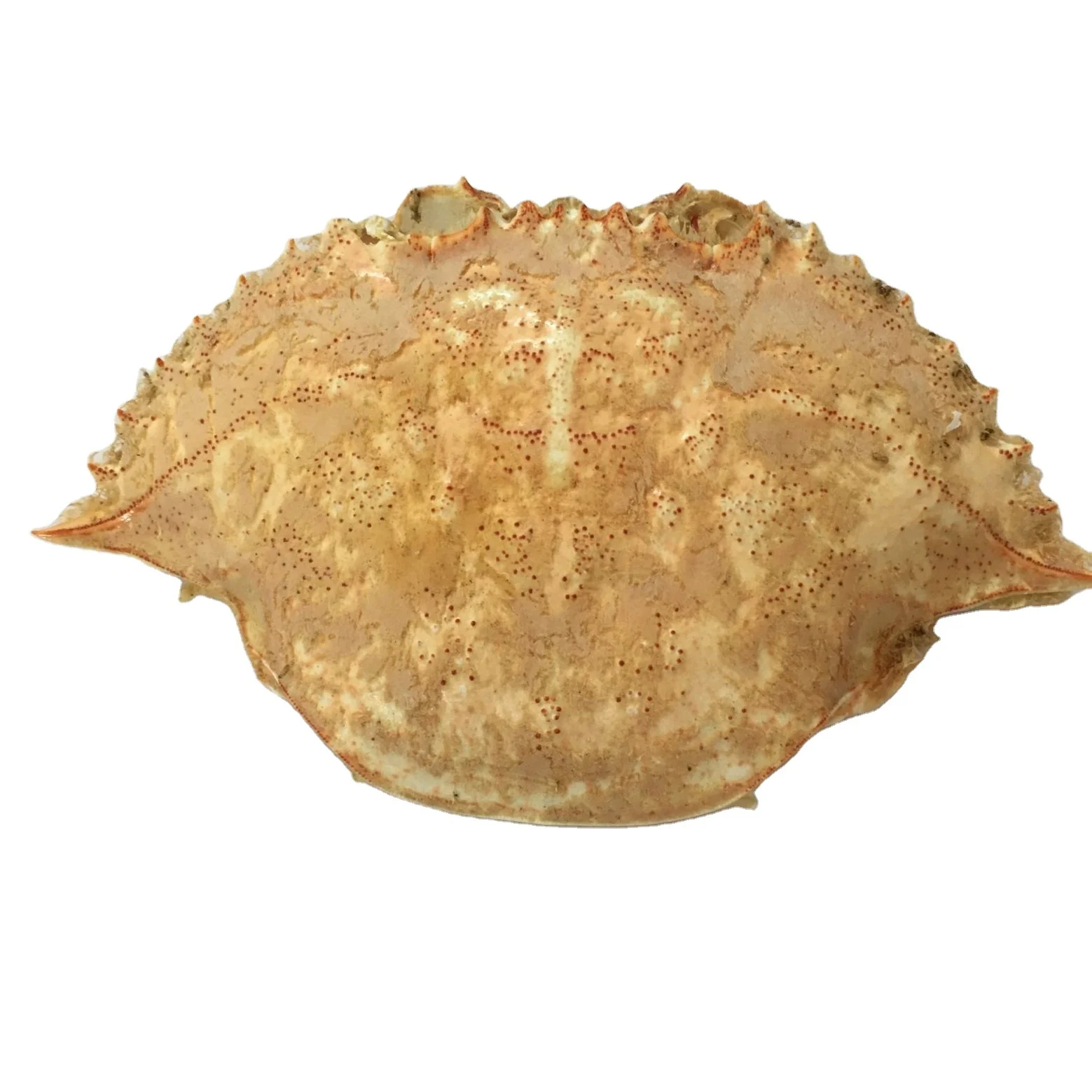 Raw crab shell whole clean for stuffed crab shell meat/ Stuffed crab shell/ Crab shell for food stuff cleaned
