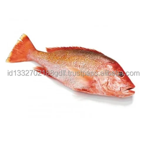 100% Best Quality Fish Customized Package Raw Cheap Price Fresh fish Premium Quality Fish From Indonesia