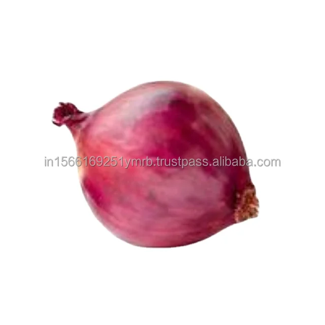 Wholesale Price Fresh Red & White Onion