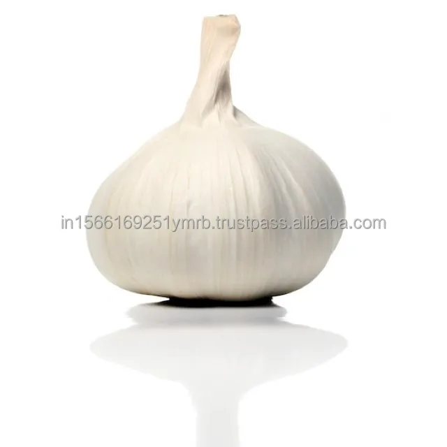 Wholesale fresh purple peeled garlic price for export