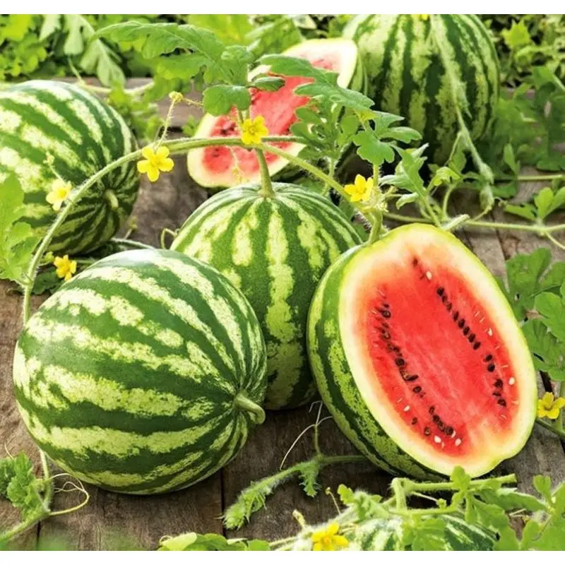 watermelon verity for fresh fruit export by sea / air