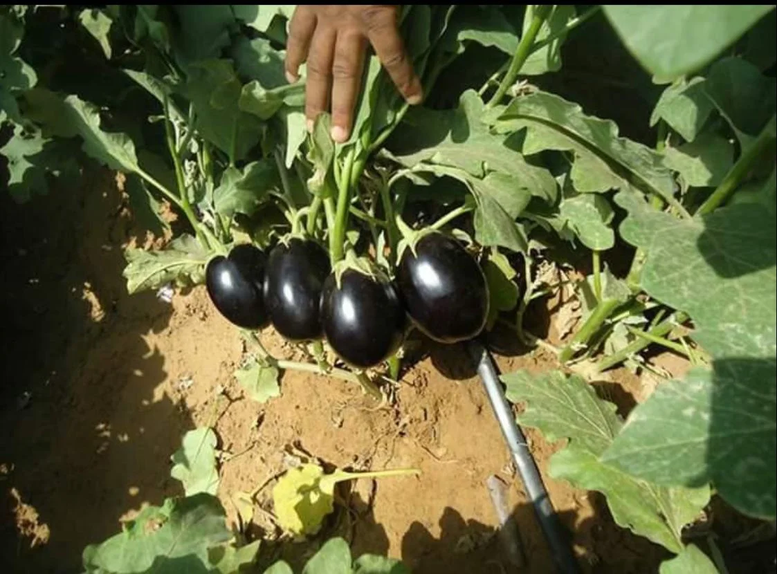 
Eggplant/Brinjal Hybrid Black Beauty F1 Seeds 