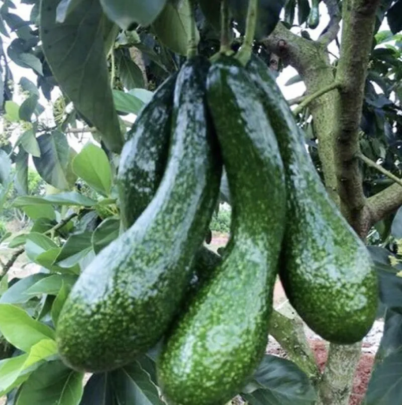 High quality cheap price fresh Avocado From Vietnam for good health packing customer label and barcode