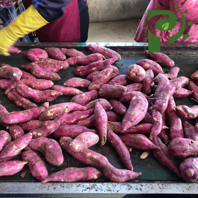 Органический фиолетовый сладкий картофель из Вьетнама высокого качества/100% натуральный картофель-оптовая продажа сладкого картофеля от вьетнамского поставщика