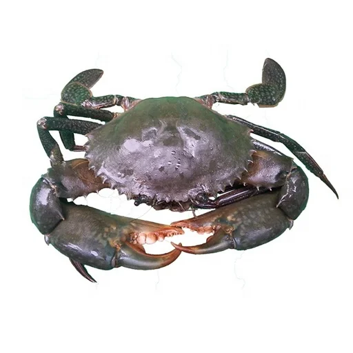 Quality Fresh Live Red King Crab blue crab shell