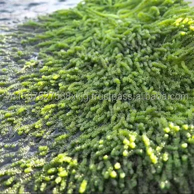 Wholesale High Quality Organic Fresh Sea Grape Seaweed Laver Variety Seasoned Directly from Viet Nam