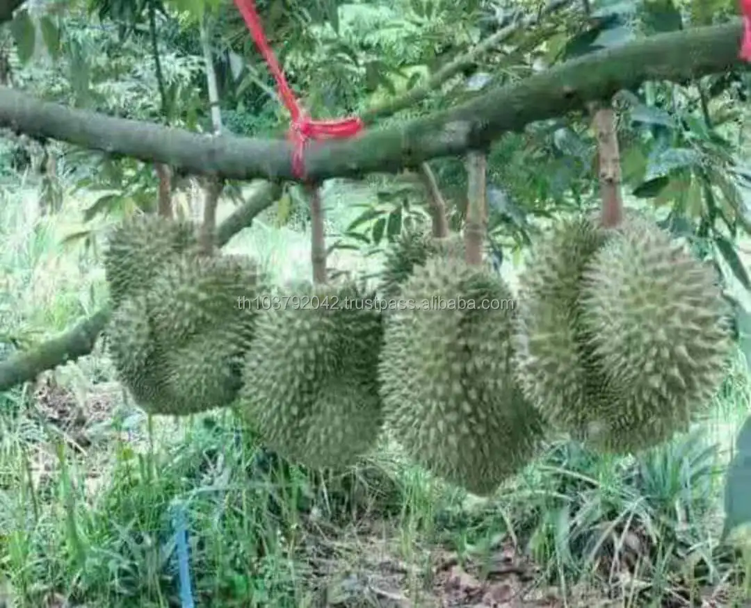 Durian Fresh Fruits Premium From Thailand Fresh Durian Export to New Zealand
