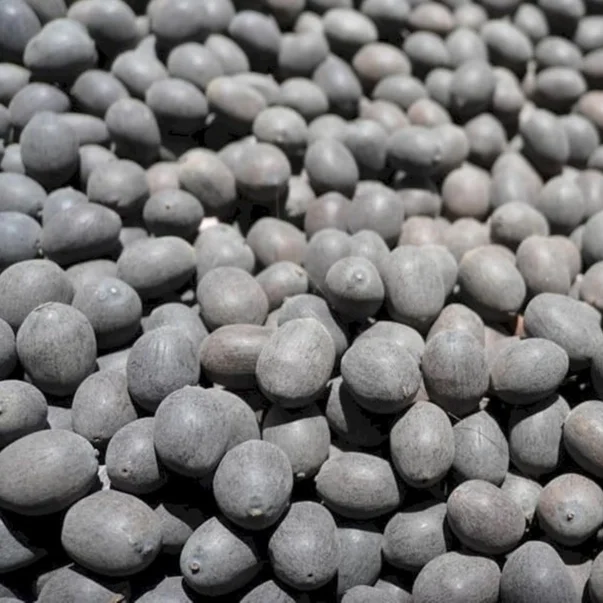 Сушеные Семена лотоса по лучшей цене, семена лотоса из черного железа из Вьетнама