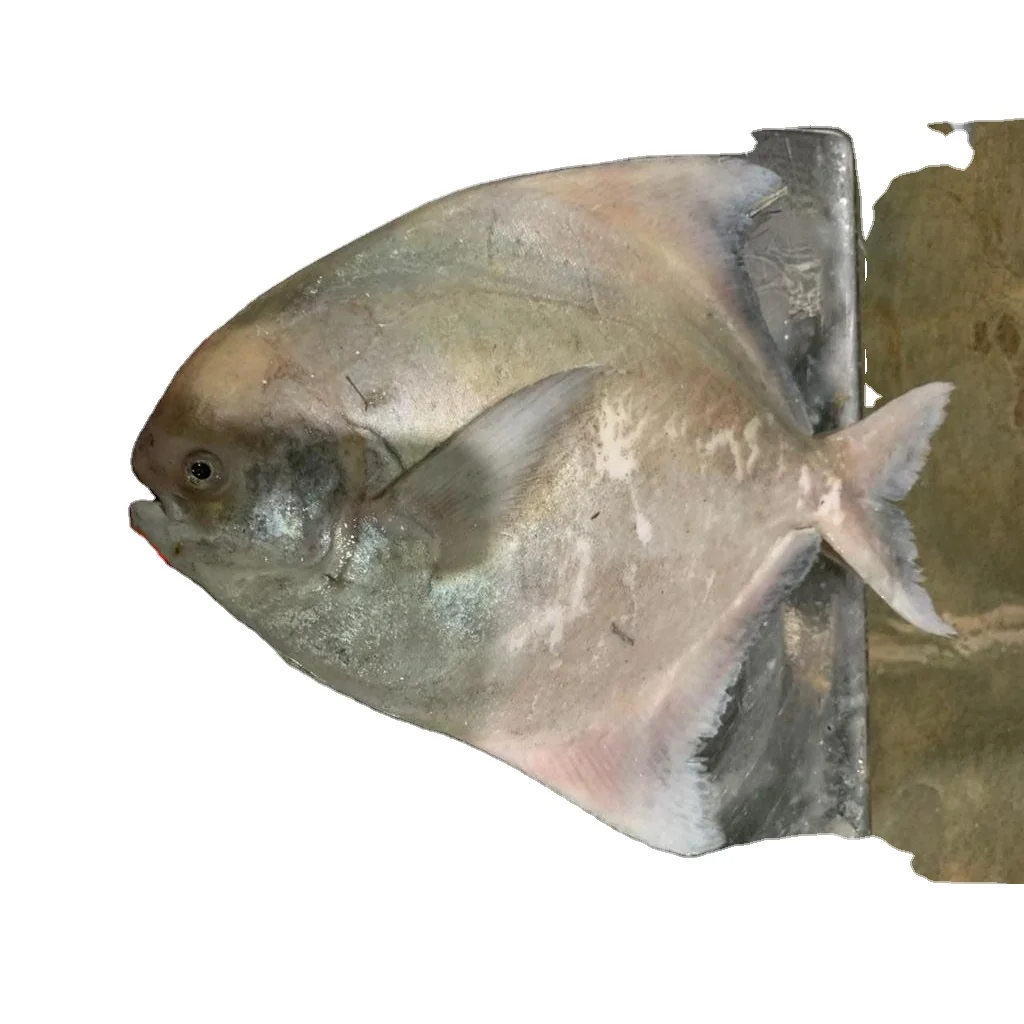 Chinese Pomfret Fresh Best Quality Country of Origin Bangladesh Net Weight Custom Packing Size 500-2000gm Shipping by Air