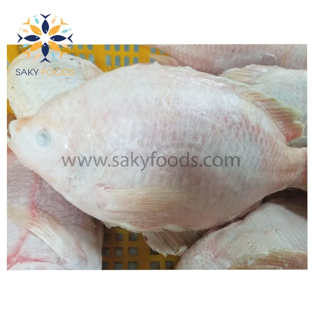 Frozen Whole Round Red Tilapia Fish
