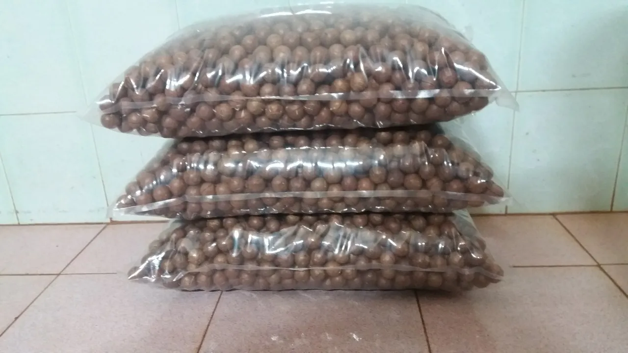 TOP EXPORT 2024 MACADAMIA NUT BEST PRICE PREMIUM QUALITY