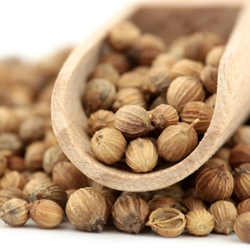 Wholesale High Quality Organic Coriander Seeds Flavored Coriander Seeds Ground Guangxi Natural AD Raw Coriander Seeds