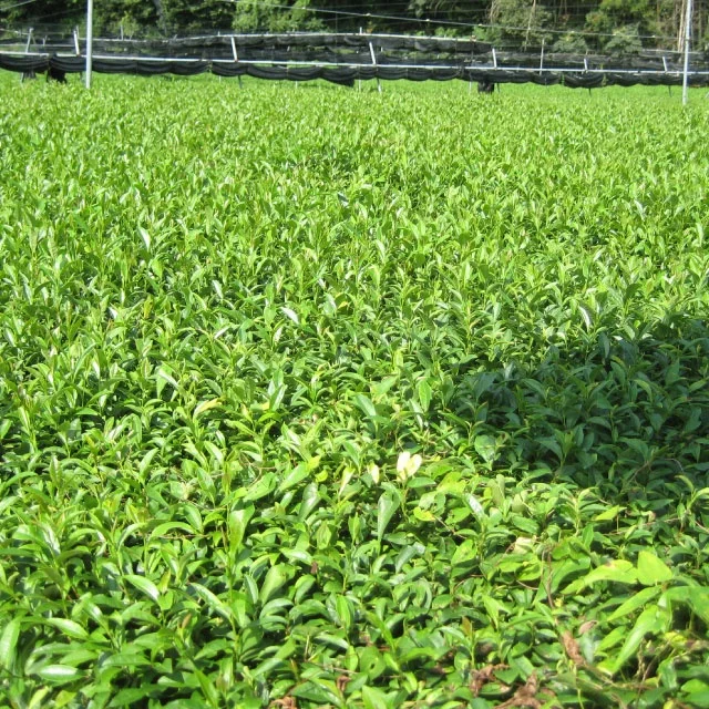 Kyoto удзи маття TAKE-No.3 отличается высоким качеством и низкой ценой порошок маття Сделано в Японии