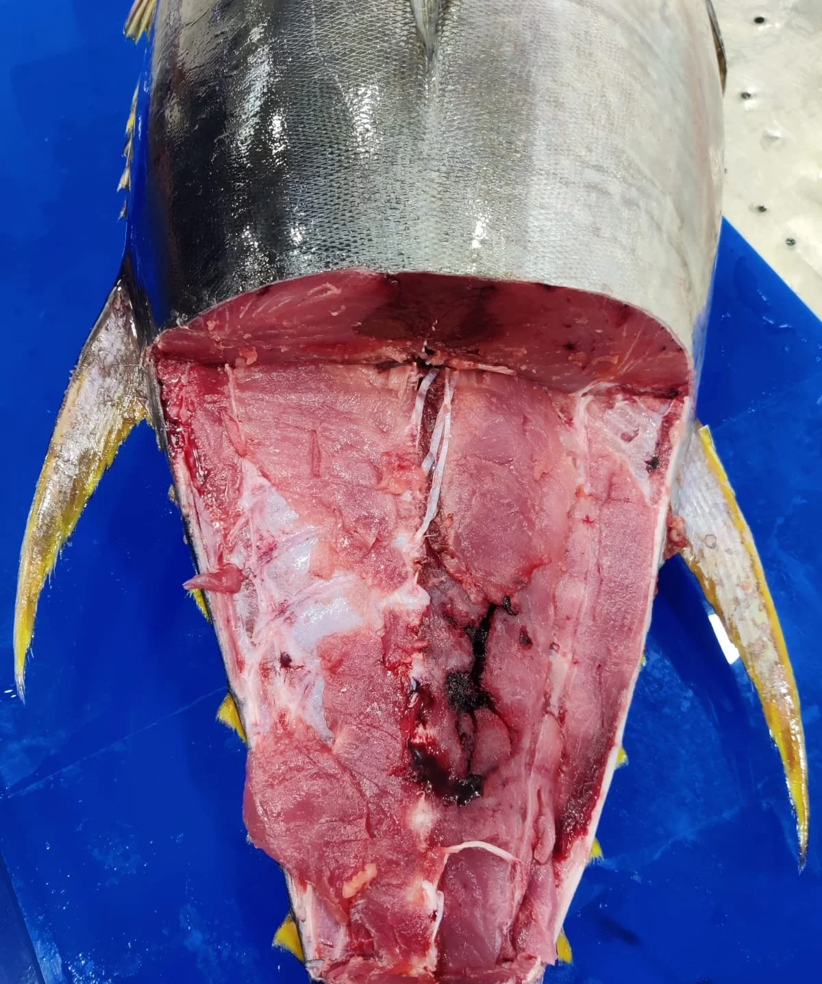 Высшее качество замороженный желтый тунец высшего качества с стандартной упаковкой