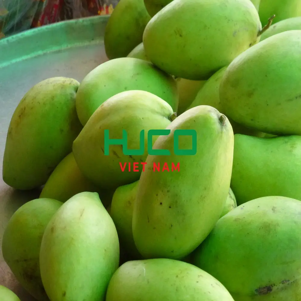 Best price Fresh Mango High Quality Exporter from Vietnam