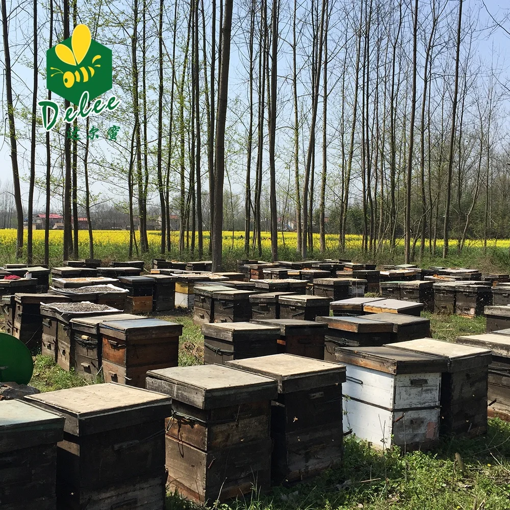 Hot Sell 28KG Bucket Natural Sidr Honey Pure to Yemen Free Bottle Packaging Light Amber / Dark Amber Raw Honey Honey from Spain