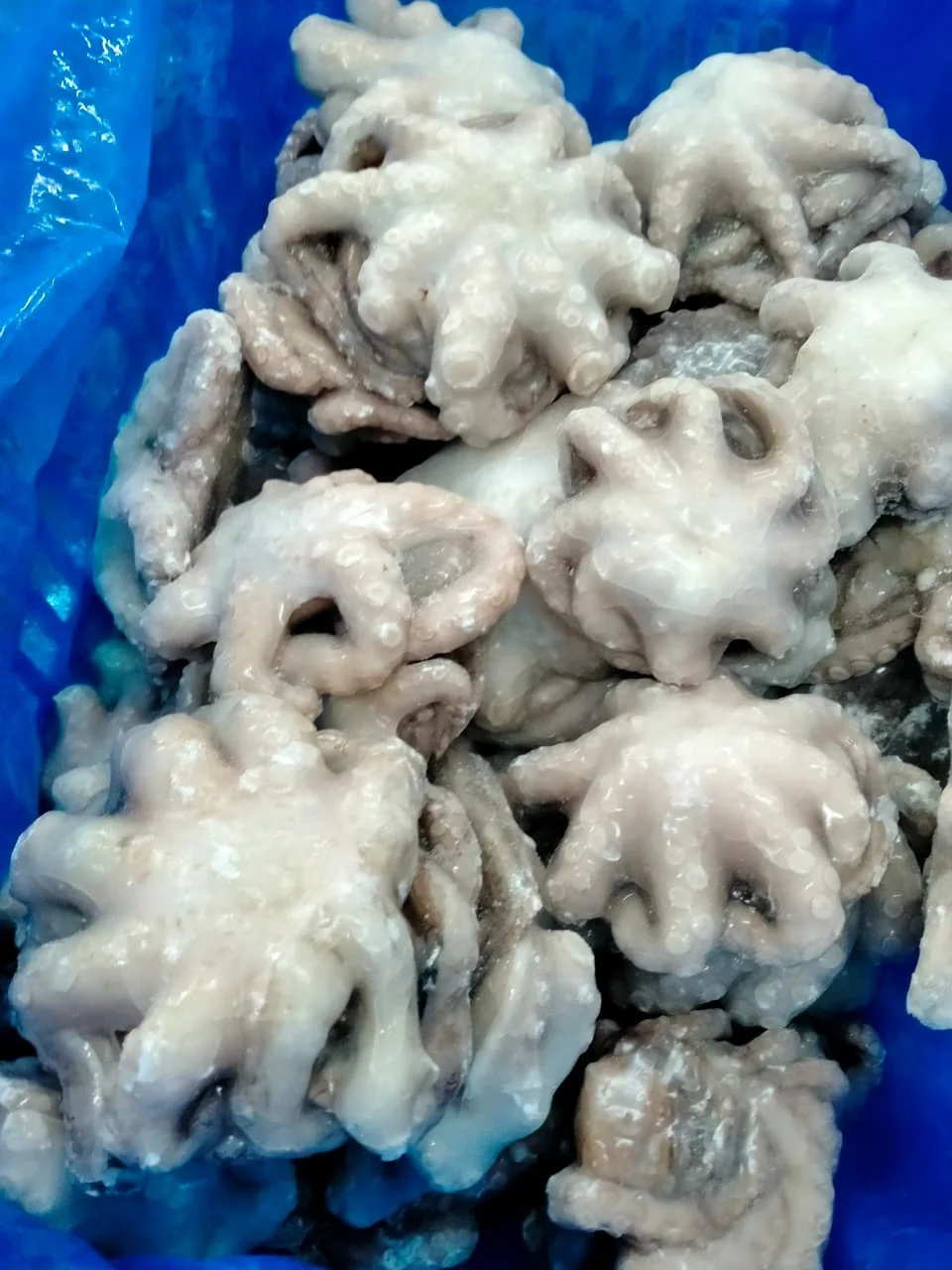 Frozen Octopus whole cleaned individual frozen  from India