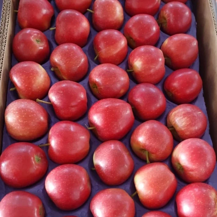 FRESH APPLES FROM TURKEY TO INDIA HIGH QUALITY FRESH PACKING 18 KG COLOR RED CIF FRESH FRUIT PLACE MODEL AGROWELL TURKISHGOODS