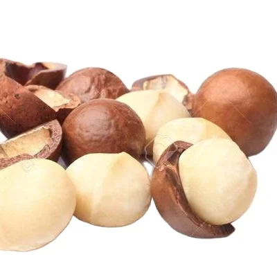 Maccadamia Nuts Raw Healthy Food Macca in Shell from Vietnam