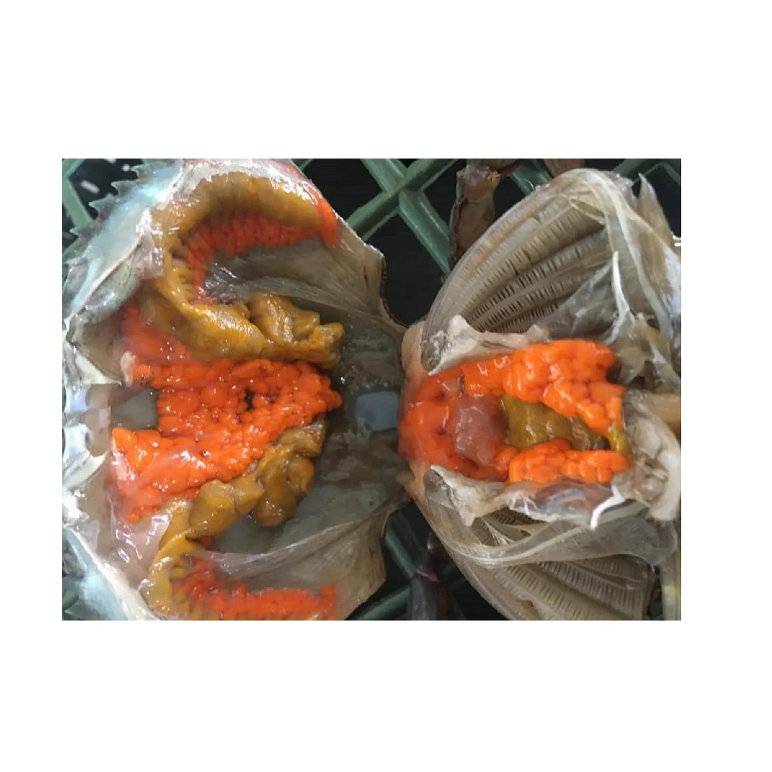 Female Mud Crab Fresh  Best Quality Master Seafood Product Size 90-300gm Origin Bangladesh Wholesale offer Price