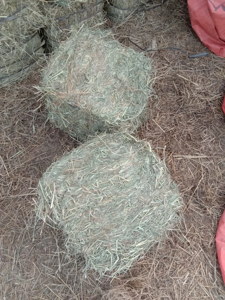 High Quality Pakistani Lush Green Moisture Controlled Soft Rhodes Grass Small Bundles For Sale in Bulk Quantity