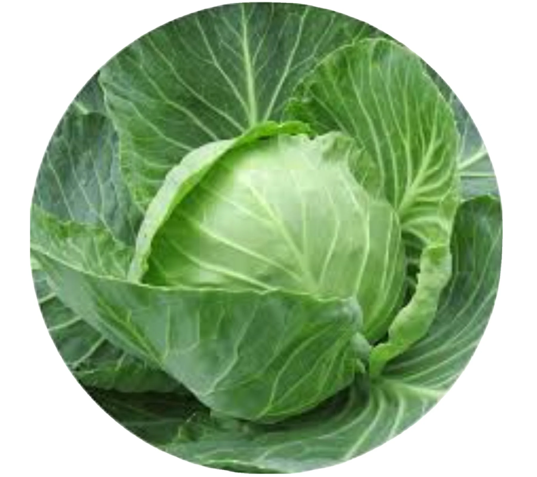 fresh vegetable cabbage Hybrid Copenhagen verity Op Copenhagen export open pollinated verity exporter company India
