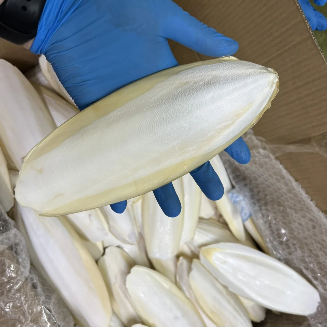 CUTTLEFISH BONE SMALL 100% NATURAL AND BEST QUALITY FROM VIETNAM FOR EXPORT/BEST PRICE FOR SALE IN HOANGLINH SG Kimy+84938616690