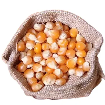 Best Grade Rich in High Quality Organic Corn best quality dried yellow corn at Most Favorable Price From India